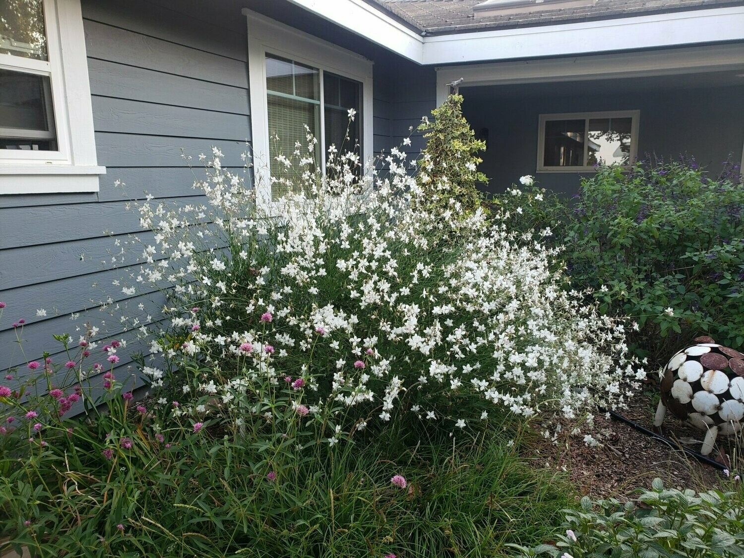 Gaura White (Gaura lindheimeri)