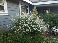 Gaura White (Gaura lindheimeri) - Ladybird Nursery