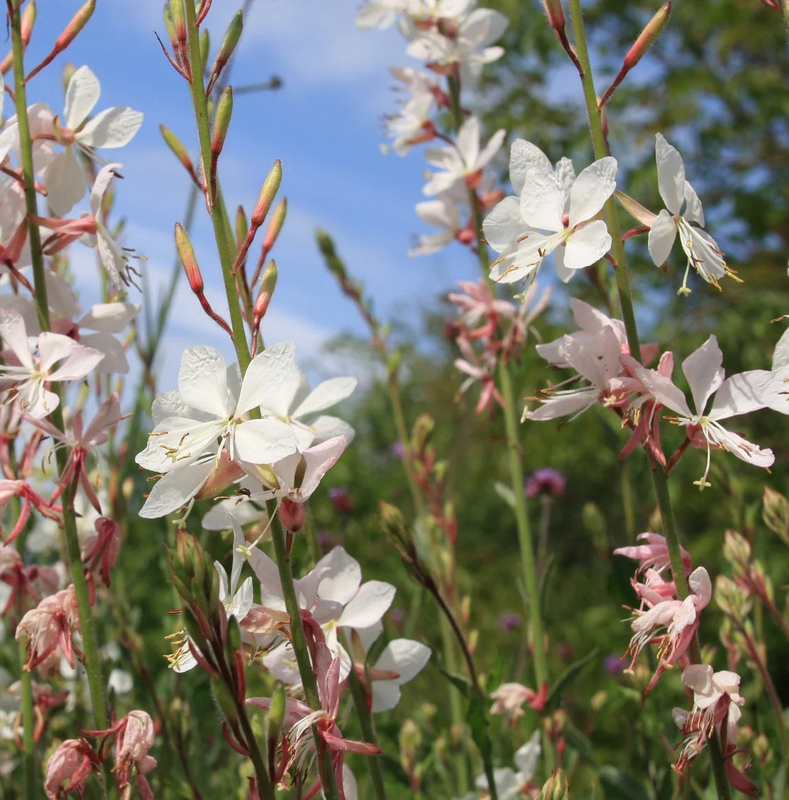 Gaura White (Gaura spp.)