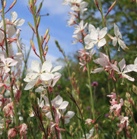 Gaura White (Gaura spp.) - Ladybird Nursery