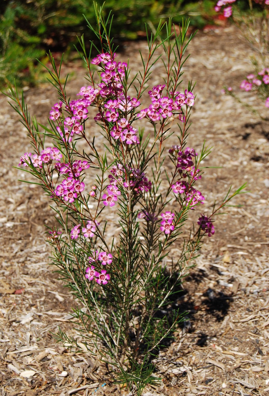 Geraldton Wax (Chamelaucium)