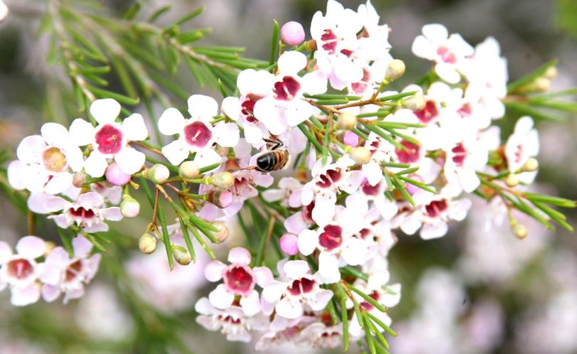 Geraldton Wax Chantily Lace (Chamelaucium) - Ladybird Nursery