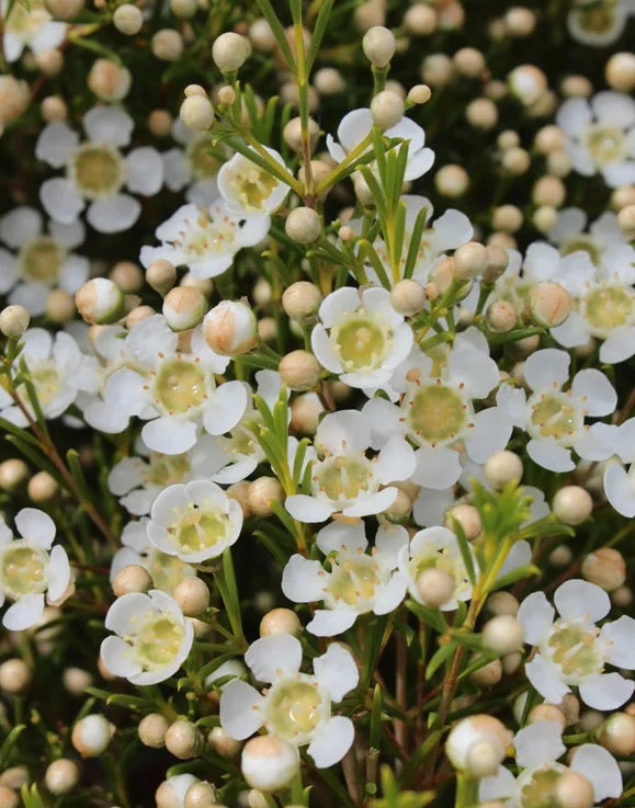 Geraldton Wax Ice Queen (Chamelaucium)