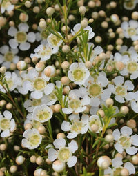 Geraldton Wax Ice Queen (Chamelaucium) - Ladybird Nursery