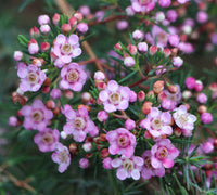Geraldton Wax Kalbarri (Chamelaucium) - Ladybird Nursery