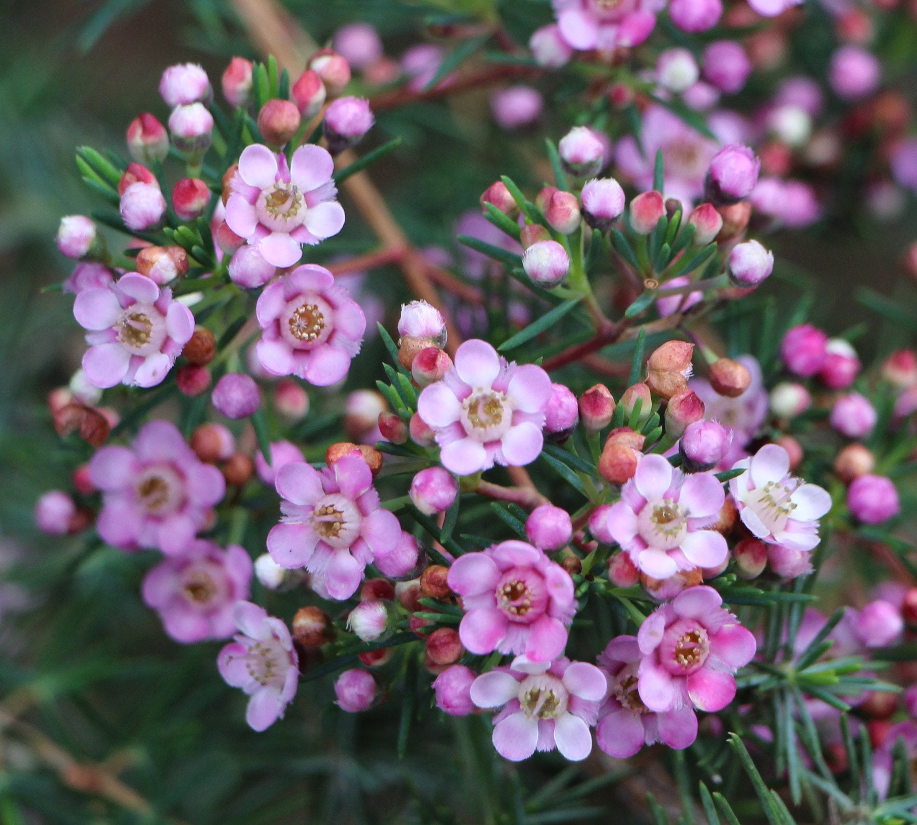 Geraldton Wax Kalbarri (Chamelaucium) - Ladybird Nursery