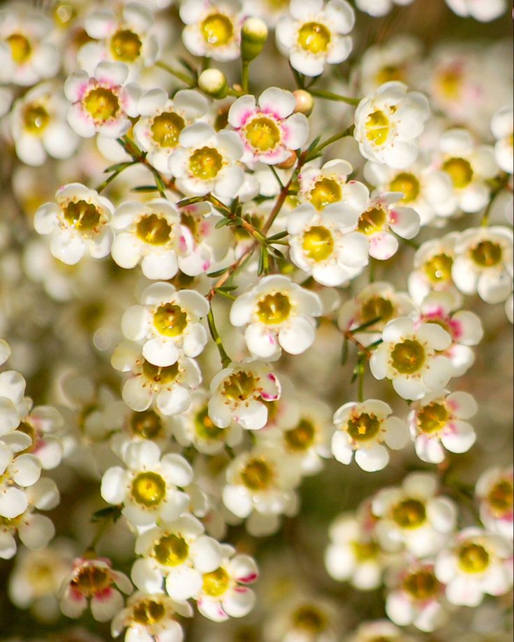 Geraldton Wax Marshmallow Delight (Chamelaucium)