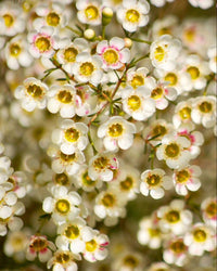 Geraldton Wax Marshmallow Delight (Chamelaucium) - Ladybird Nursery