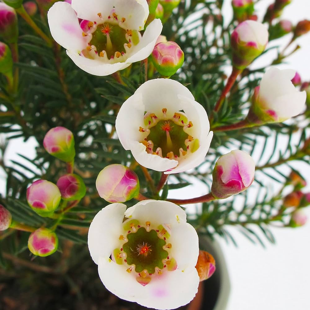 Geraldton Wax Moonlight Delight (Chamelaucium) - Ladybird Nursery