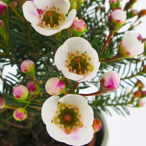 Geraldton Wax Moonlight Delight (Chamelaucium) - Ladybird Nursery