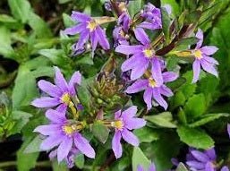 Fan Flower Purple Fanfare (Scaevola aemula) - Ladybird Nursery