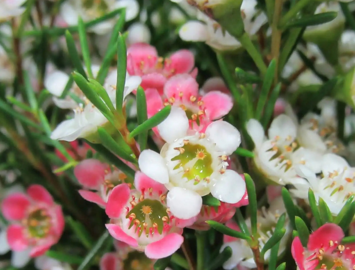 Geraldton Wax Sweet Sixteen (Chamelaucium)