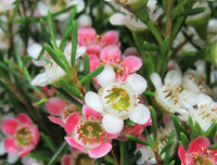 Geraldton Wax Sweet Sixteen (Chamelaucium) - Ladybird Nursery