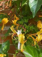 Giant Burmese Honeysuckle (Lonicera hildebrandiana)