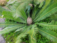 Giant Dioon (Dioon spinulosum)