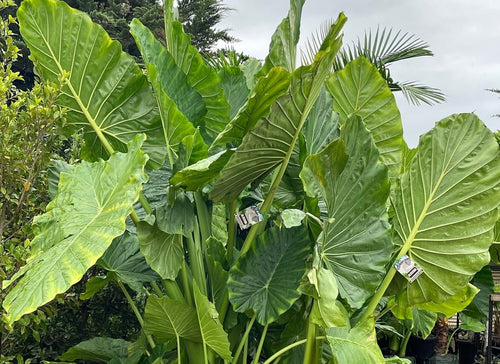 Giant Elephant Ear (Alocasia macrorrhizos) - Ladybird Nursery