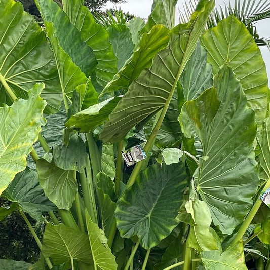 Giant Elephant Ear (Alocasia macrorrhizos) - Ladybird Nursery