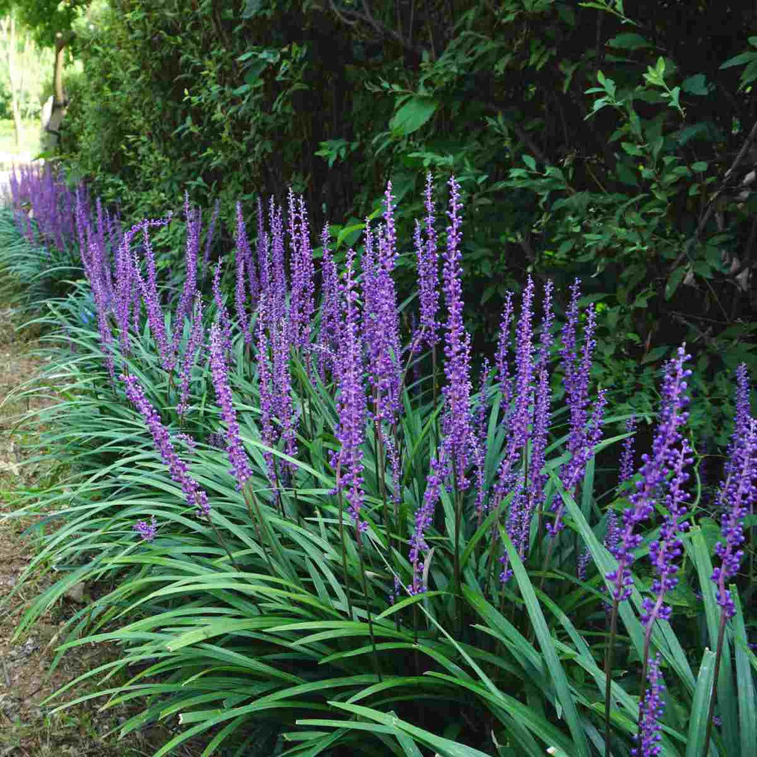 Giant Lilyturf (Liriope gigantea) - Ladybird Nursery