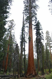 Giant Sequoia (Sequoiadendron giganteum) - Ladybird Nursery