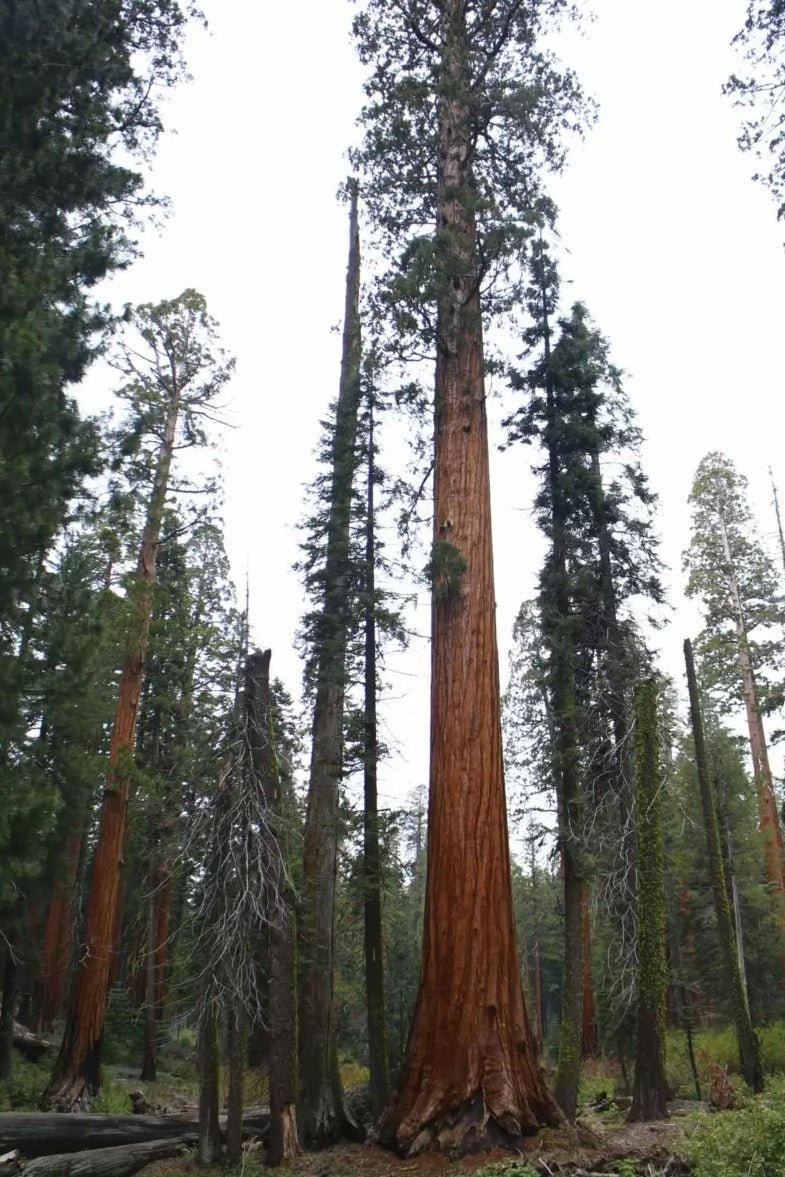 Giant Sequoia (Sequoiadendron giganteum) - Ladybird Nursery