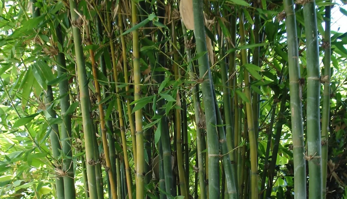Giant Timber Bamboo Oldhams (Bambusa oldhamii)