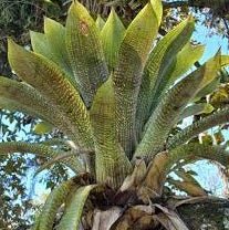 Giant Vriesea (Vriesea gigantea) - Ladybird Nursery