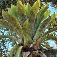 Giant Vriesea (Vriesea gigantea) - Ladybird Nursery