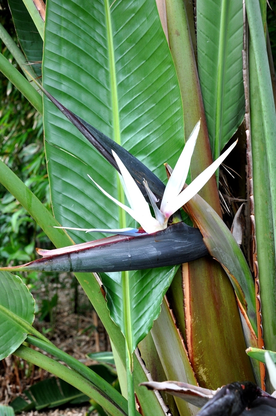 Bird of Paradise (Strelitzia nicolai)