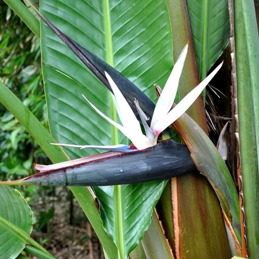 Bird of Paradise (Strelitzia nicolai) Advanced - Ladybird Nursery