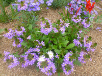 Fan Flower Seaside Magic Mix (Scaevola) - Ladybird Nursery