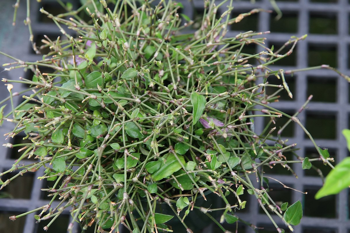 Gibasis geniculata Tahitian Bridal Veil