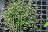 Gibasis geniculata Tahitian Bridal Veil hanging basket - Ladybird Nursery