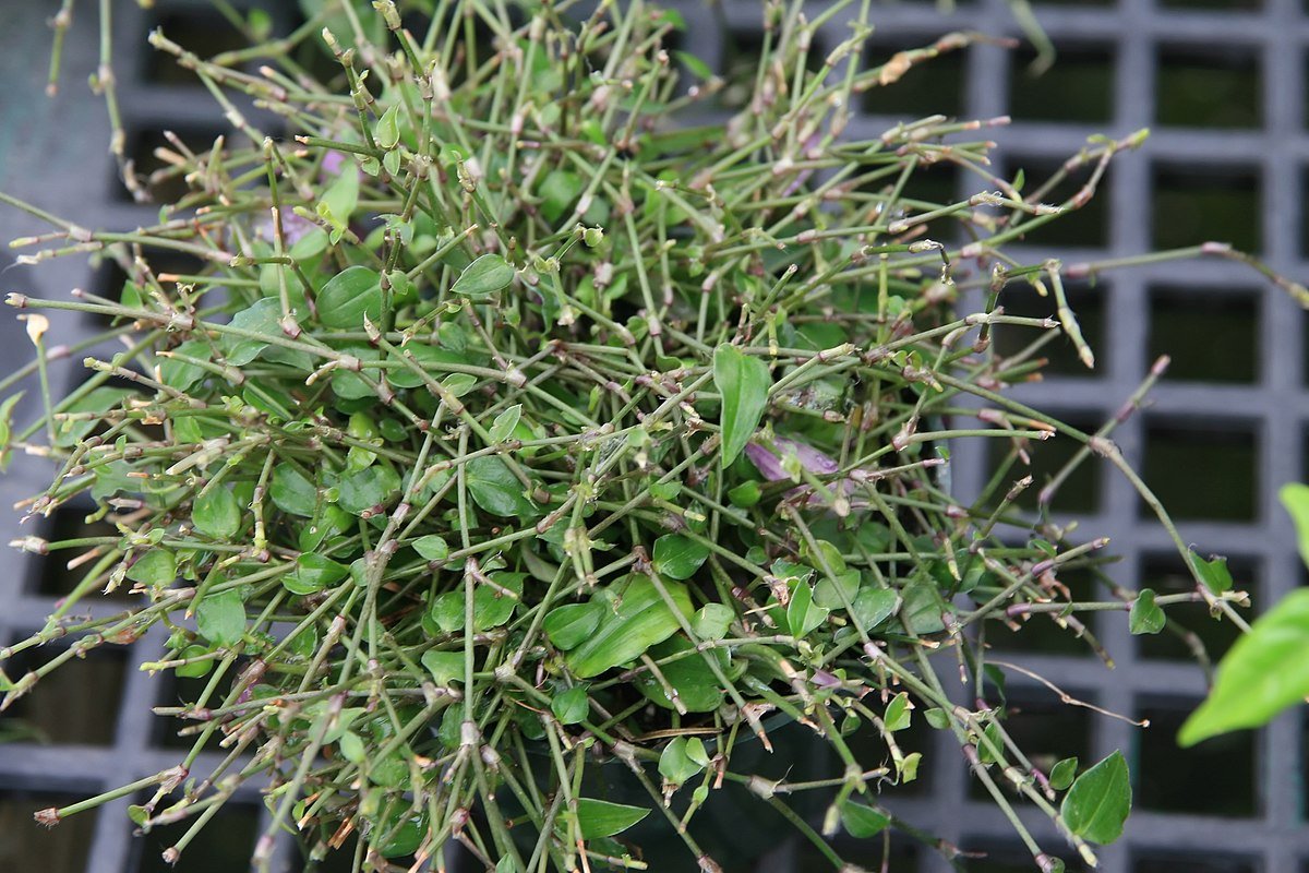 Gibasis geniculata Tahitian Bridal Veil hanging basket - Ladybird Nursery