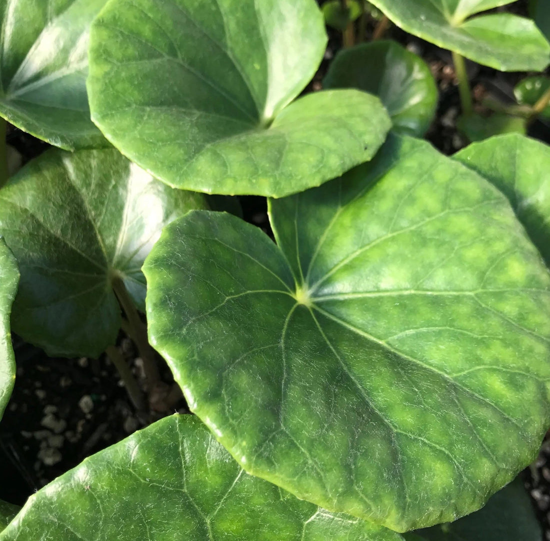 Gigantea Leopard Plant (Farfugium japonicum) - Ladybird Nursery