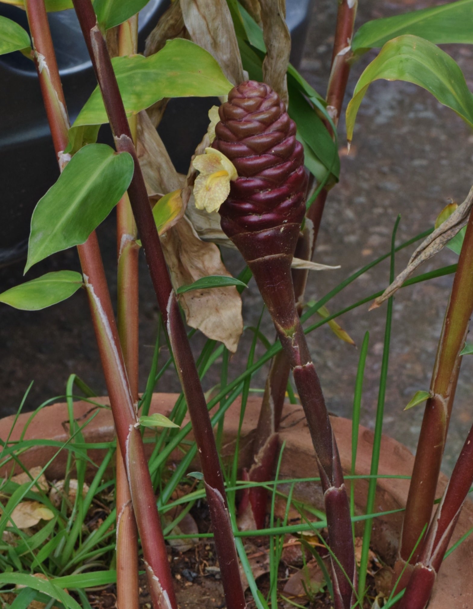 Ginger (Zingiber ottensii)