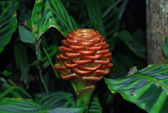 Ginger Chocolate Beehive (Zingiber macradenia) - Ladybird Nursery