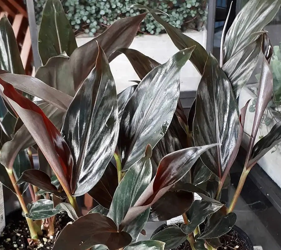 Ginger Midnight (Zingiber malaysianum)