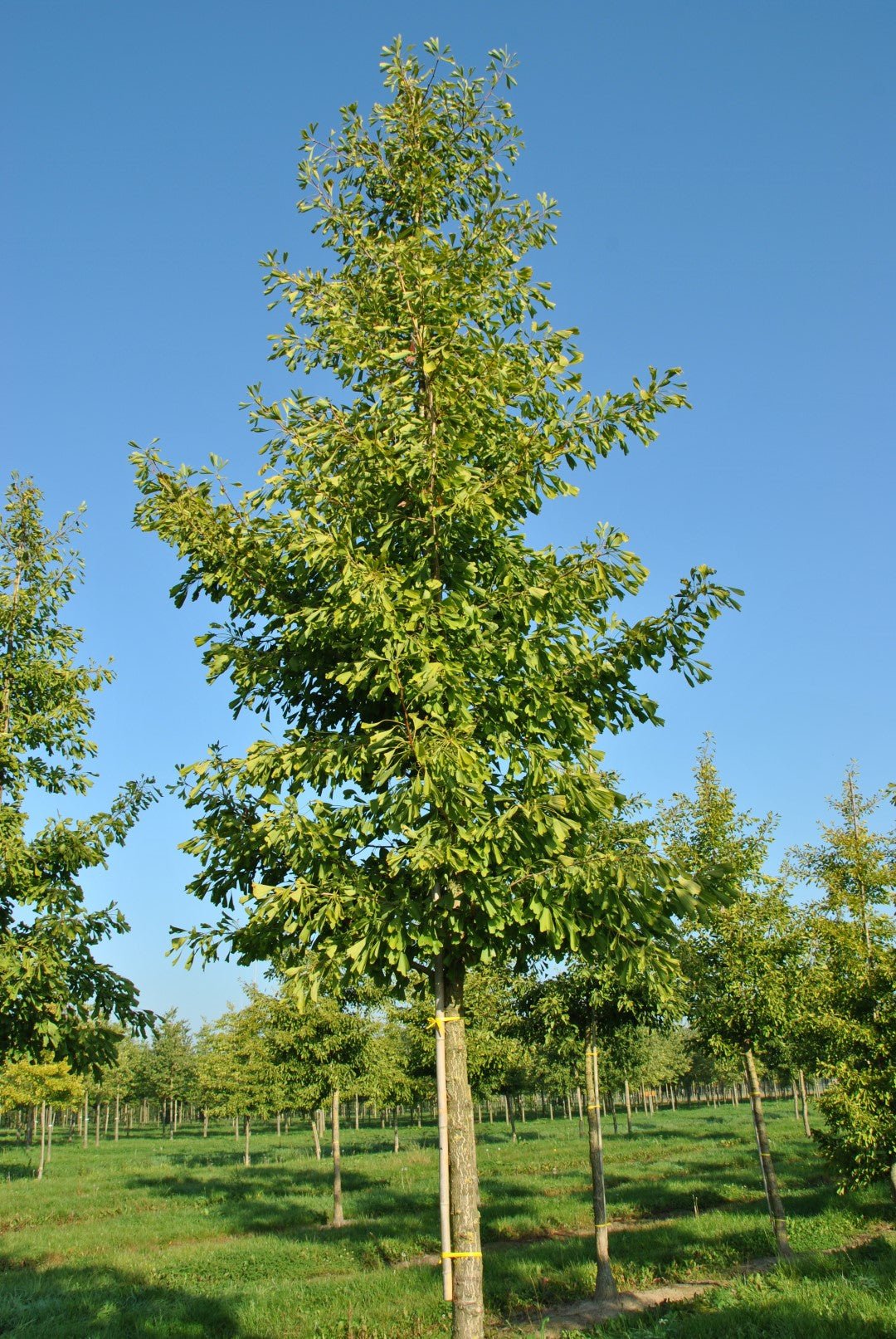 Ginkgo biloba Saratoga Fishtail Ginkgo - Ladybird Nursery