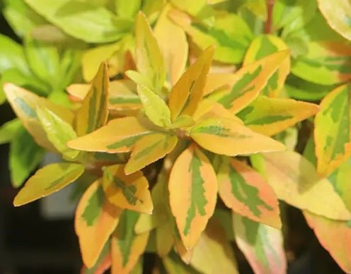 Glossy Abelia Suntastic Peach (Abelia grandiflora) - Ladybird Nursery