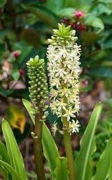 Glow Sticks Pineapple Lily (Eucomis comosa) - Ladybird Nursery