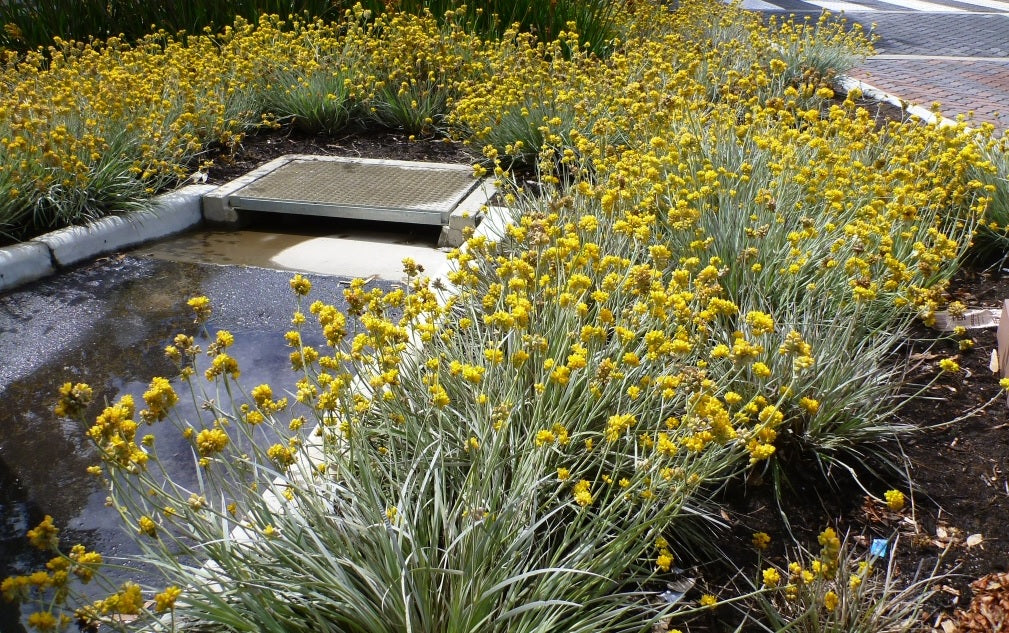 Gnangarra (Conostylis)