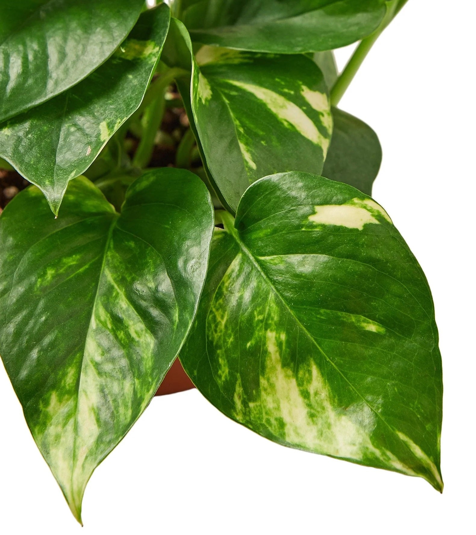 Gold Form Pothos - Devils Ivy (Epipremnum aureum) - Ladybird Nursery