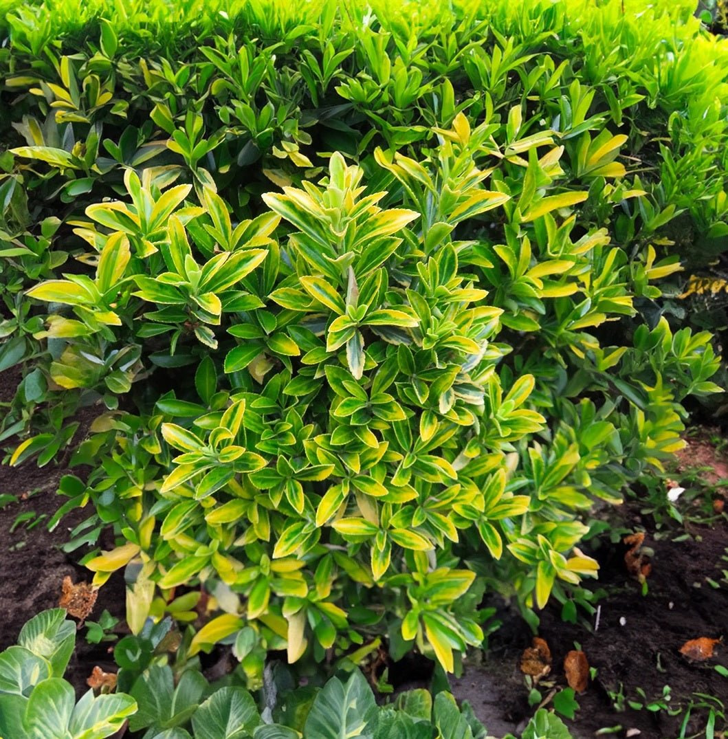 Gold Thumb Spindle microphyllus (Euonymus japonicus) - Ladybird Nursery