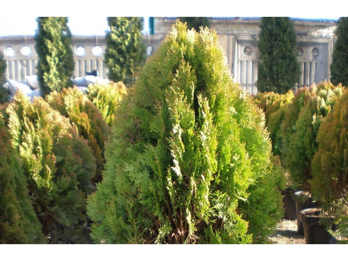 Golden Arborvitae Aurea Nana Biota (Thuja orientalis)