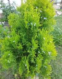 Golden Arborvitae Aurea Nana Stumpy Joe (Thuja orientalis) - Ladybird Nursery