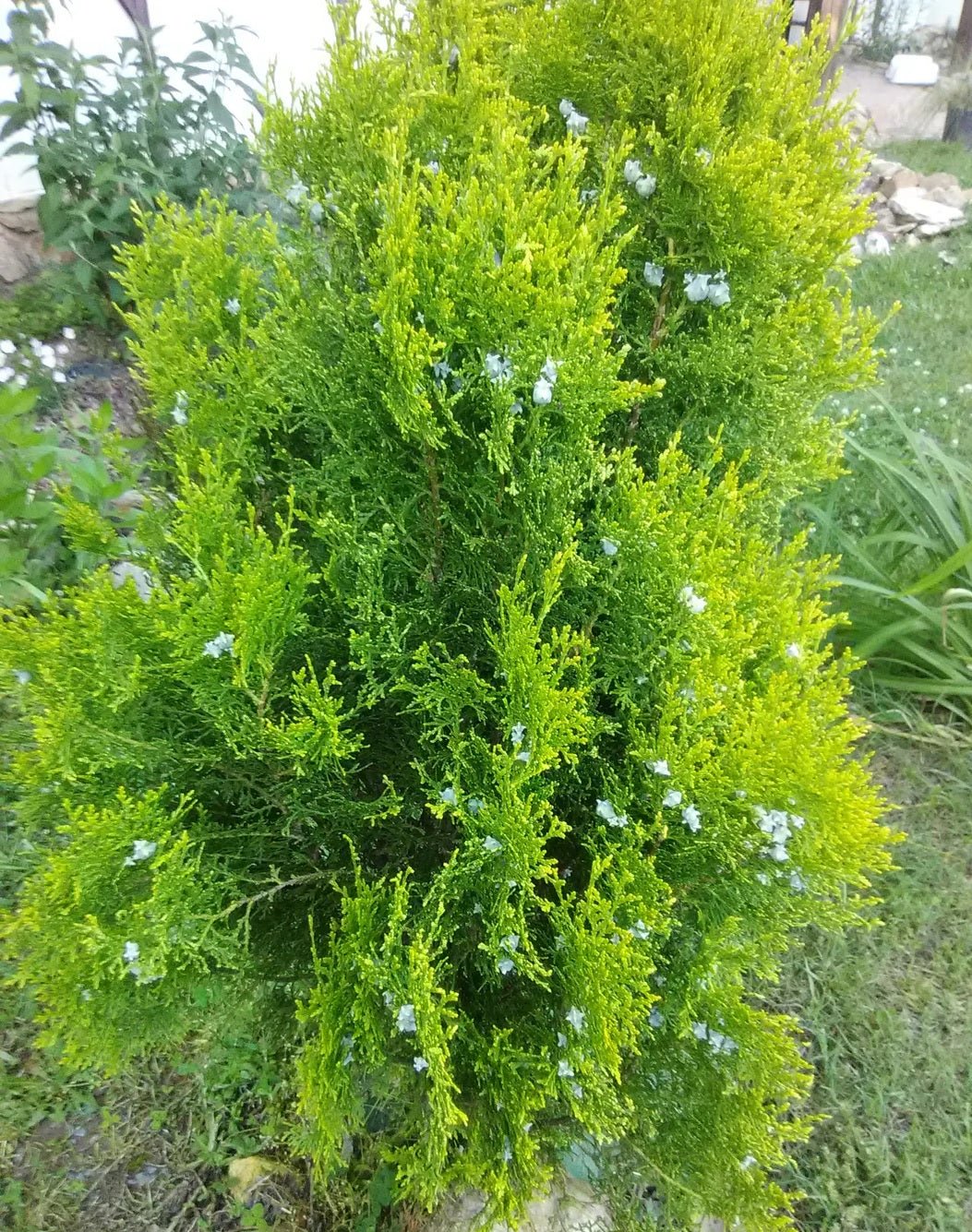 Golden Arborvitae Aurea Nana Stumpy Joe (Thuja orientalis) - Ladybird Nursery
