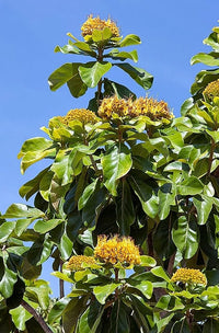 Golden Bouquet Tree (Deplanchea tetraphylla)