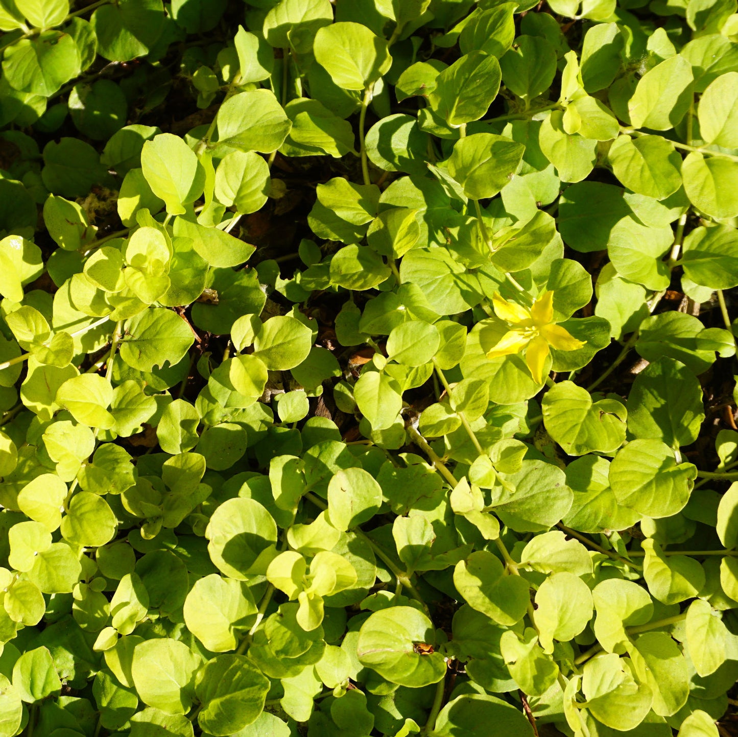 Golden Creeping Jenny Gold Clusters (Lysimachia nummularia)