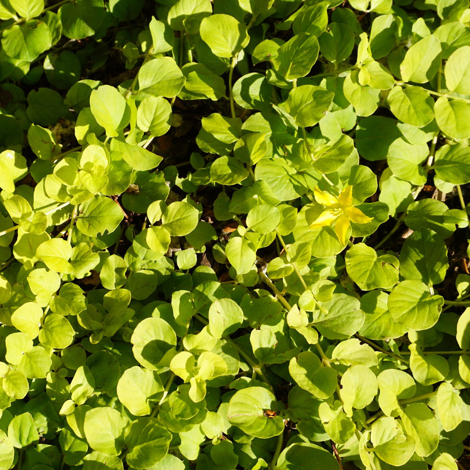 Golden Creeping Jenny Gold Clusters (Lysimachia nummularia)