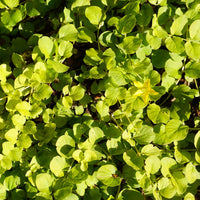 Golden Creeping Jenny Gold Clusters (Lysimachia nummularia) - Ladybird Nursery